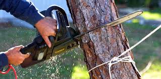 Best Arborist Consultation Services  in Chesterfield, MO