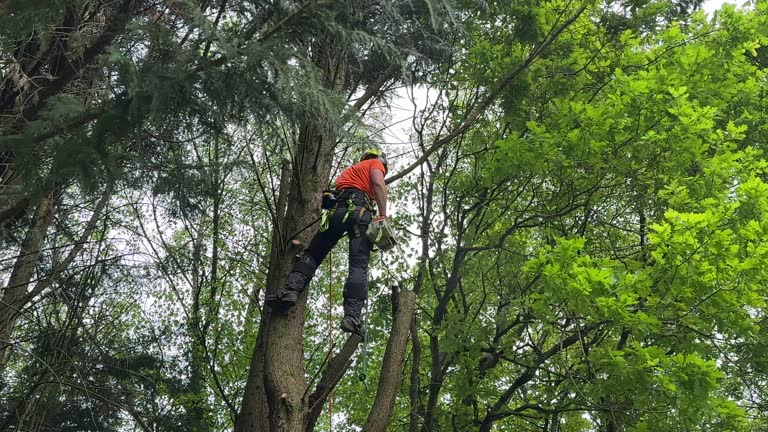 Chesterfield, MO Tree Care  Company