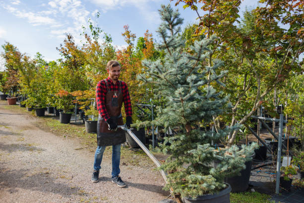 Best Tree and Shrub Care  in Chesterfield, MO