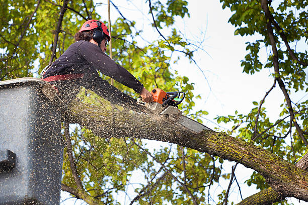 Best Tree Disease Treatment  in Chesterfield, MO